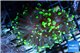 Euphyllia paraancora toxic golden green 4-6 cm WYSIWYG acclimaté