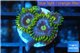 Zoanthus neon green magician blue 4-6 polyps WYSIWYG acclimaté