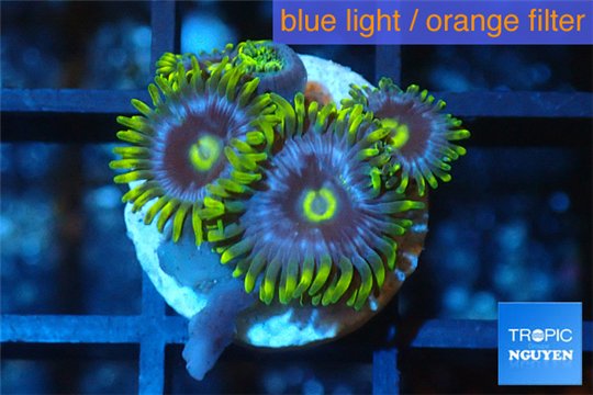 Zoanthus neon green magician blue 4-6 polyps WYSIWYG acclimaté