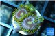 Zoanthus neon green magician blue 4-6 polyps WYSIWYG acclimaté