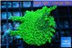 Montipora green purple polyps 3-4 cm WYSIWYG acclimaté