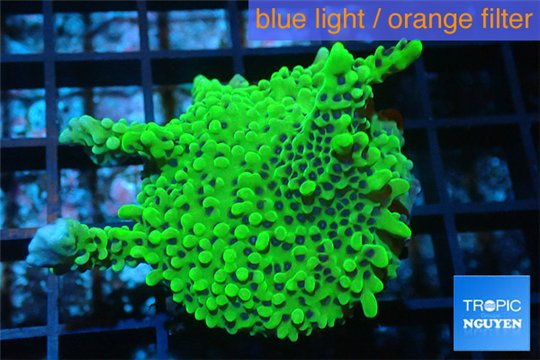Montipora green purple polyps 3-4 cm WYSIWYG acclimaté