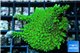 Montipora green purple polyps 3-4 cm WYSIWYG acclimaté