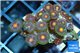 Zoanthus orange 2-3 cm WYSIWYG acclimaté