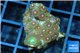 Zoanthus orange purple 2-3 cm WYSIWYG acclimaté