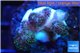 Pocillopora green & pink tip 2-3 cm WYSIWYG acclimaté