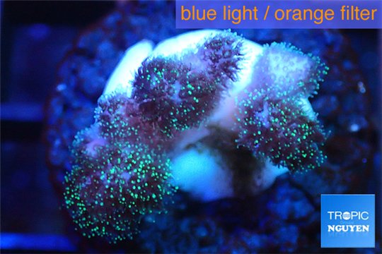 Pocillopora green & pink tip 2-3 cm WYSIWYG acclimaté