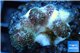 Pocillopora green & pink tip 2-3 cm WYSIWYG acclimaté