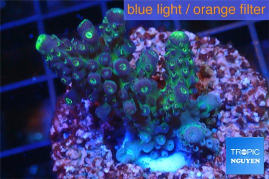 Acropora humilis green purple Fijii 2-3 cm WYSIWYG acclimaté
