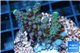 Acropora humilis green purple Fijii 2-3 cm WYSIWYG acclimaté
