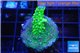 Acropora green & golden polyps Fijii 2-4 cm WYSIWYG acclimaté