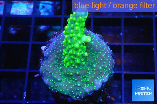Acropora green & golden polyps Fijii 2-4 cm WYSIWYG acclimaté
