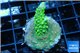 Acropora green & golden polyps Fijii 2-4 cm WYSIWYG acclimaté