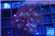 Parazoanthus gracilis yellow polyps 2-3 cm WYSIWYG acclimaté