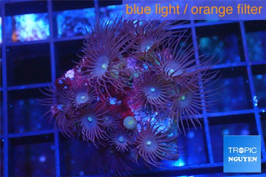 Parazoanthus gracilis yellow polyps 2-3 cm WYSIWYG acclimaté