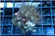 Parazoanthus gracilis yellow polyps 2-3 cm WYSIWYG acclimaté