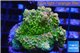 Acropora sunset Australia premium 3-4 cm WYSIWYG acclimaté