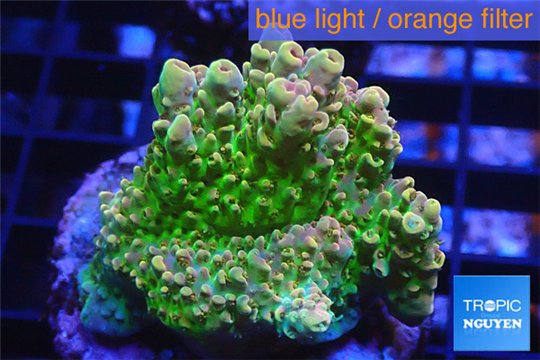 Acropora sunset Australia premium 3-4 cm WYSIWYG acclimaté