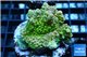 Acropora sunset Australia premium 3-4 cm WYSIWYG acclimaté