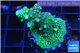 Acropora humilis purple green Fijii 3-5 cm WYSIWYG acclimaté