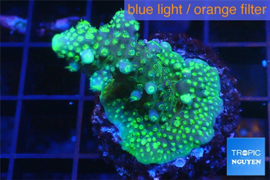 Acropora humilis purple green Fijii 3-5 cm WYSIWYG acclimaté