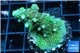 Acropora humilis purple green Fijii 3-5 cm WYSIWYG acclimaté