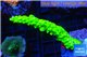 Acropora full neon green 3-5 cm WYSIWYG acclimaté