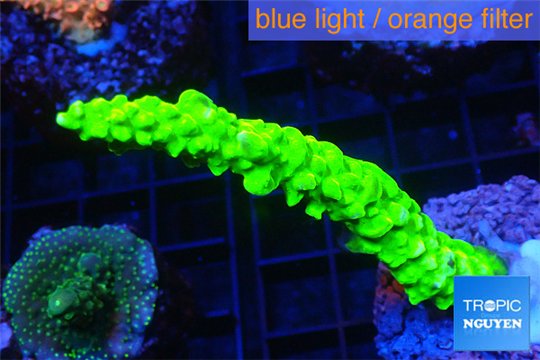 Acropora full neon green 3-5 cm WYSIWYG acclimaté