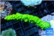 Acropora full neon green 3-5 cm WYSIWYG acclimaté