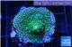 Acropora green & golden polyps Fijii 2-3 cm WYSIWYG acclimaté