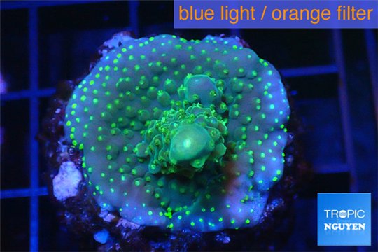 Acropora green & golden polyps Fijii 2-3 cm WYSIWYG acclimaté