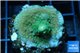 Acropora green & golden polyps Fijii 2-3 cm WYSIWYG acclimaté