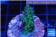 Acropora humilis green purple 2-4 cm WYSIWYG acclimaté
