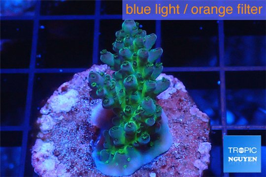 Acropora humilis green purple 2-4 cm WYSIWYG acclimaté