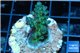Acropora humilis green purple 2-4 cm WYSIWYG acclimaté