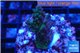 Acropora green purple 2-4 cm WYSIWYG acclimaté