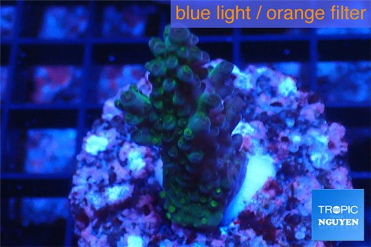 Acropora green purple 2-4 cm WYSIWYG acclimaté