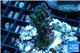 Acropora green purple 2-4 cm WYSIWYG acclimaté