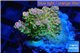 Acropora sunset Australia premium 3-4 cm WYSIWYG acclimaté