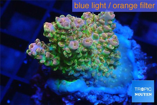 Acropora sunset Australia premium 3-4 cm WYSIWYG acclimaté