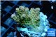 Acropora sunset Australia premium 3-4 cm WYSIWYG acclimaté