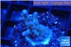 Acropora purple table Fijii 2-3 cm WYSIWYG acclimaté