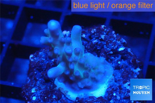 Acropora purple table Fijii 2-3 cm WYSIWYG acclimaté