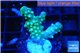 Acropora green golden polyps 1-2 cm WYSIWYG acclimaté