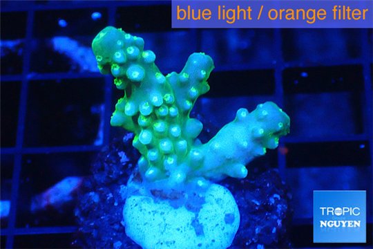 Acropora green golden polyps 1-2 cm WYSIWYG acclimaté