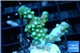 Acropora green golden polyps 1-2 cm WYSIWYG acclimaté