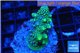 Acropora humilis green purple 3-5 cm WYSIWYG acclimaté