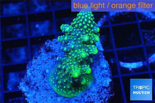 Acropora humilis green purple 3-5 cm WYSIWYG acclimaté
