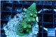 Acropora humilis green purple 3-5 cm WYSIWYG acclimaté