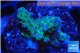Acropora strawberry Australia 2-3 cm WYSIWYG acclimaté